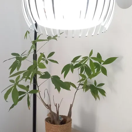 Duplex Eleonore-lilas مُلووز