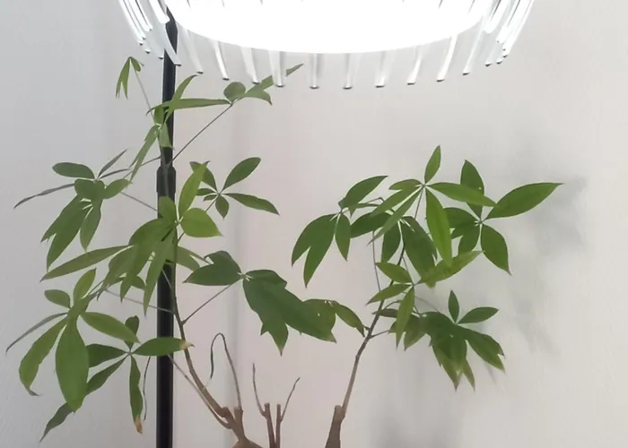 Duplex Eleonore-lilas Мюлуз